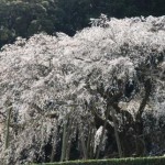 奥山田のしだれ桜（岡崎市）の開花はいつ？アクセス方法と駐車場情報